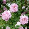 'Gerbe Rose' Rosa Wichuraiana 'Gerbe Rose' (Slyngrose) A-Kvalitet,- Barrods Roser Min. 3 Grene