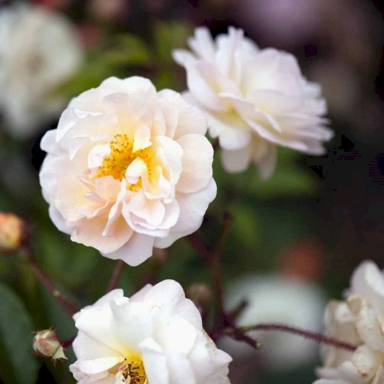 'Ghislaine De Féligonde' Rosa Moschata 'Ghislaine De Féligonde' (Moskusrose) A-Kvalitet,- Barrods Roser Min. 3 Grene 1 'Ghislaine De Féligonde' Rosa Moschata 'Ghislaine De Féligonde' (Moskusrose) A-Kvalitet,- Barrods Roser Min. 3 Grene