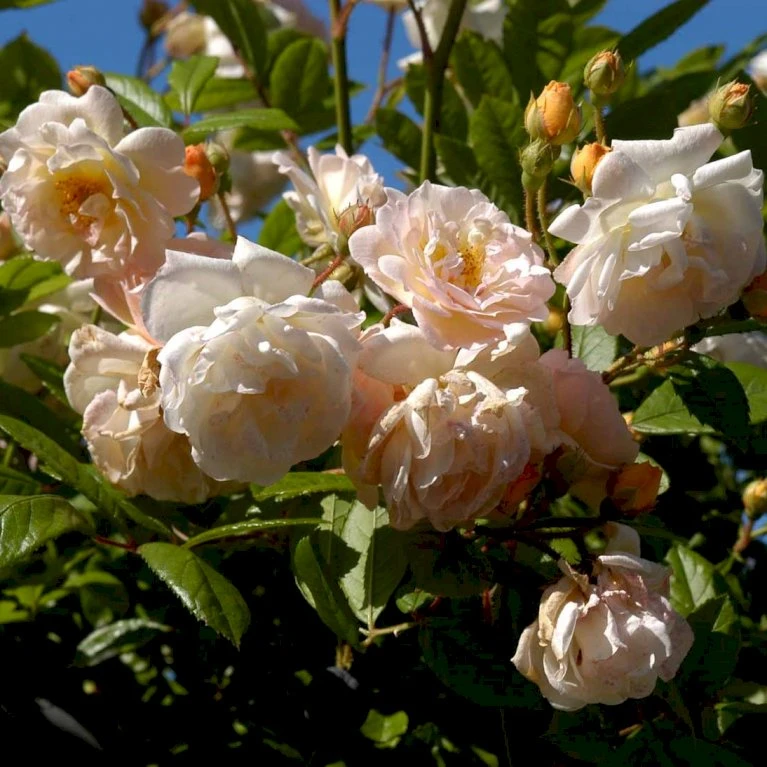 'Ghislaine De Féligonde' Rosa Moschata 'Ghislaine De Féligonde' (Moskusrose) A-Kvalitet,- Barrods Roser Min. 3 Grene 3 'Ghislaine De Féligonde' Rosa Moschata 'Ghislaine De Féligonde' (Moskusrose) A-Kvalitet,- Barrods Roser Min. 3 Grene - Billede 3