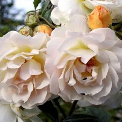 'Ghislaine De Féligonde' Rosa Moschata 'Ghislaine De Féligonde' (Moskusrose) A-Kvalitet,- Barrods Roser Min. 3 Grene 14 'Ghislaine De Féligonde' Rosa Moschata 'Ghislaine De Féligonde' (Moskusrose) A-Kvalitet,- Barrods Roser Min. 3 Grene -Sirius Butik p883 52402 rosa moschata ghislaine de feligonde moschatarose 47ee