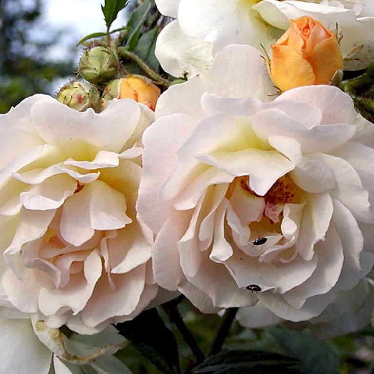 'Ghislaine De Féligonde' Rosa Moschata 'Ghislaine De Féligonde' (Moskusrose) A-Kvalitet,- Barrods Roser Min. 3 Grene 4 'Ghislaine De Féligonde' Rosa Moschata 'Ghislaine De Féligonde' (Moskusrose) A-Kvalitet,- Barrods Roser Min. 3 Grene - Billede 4