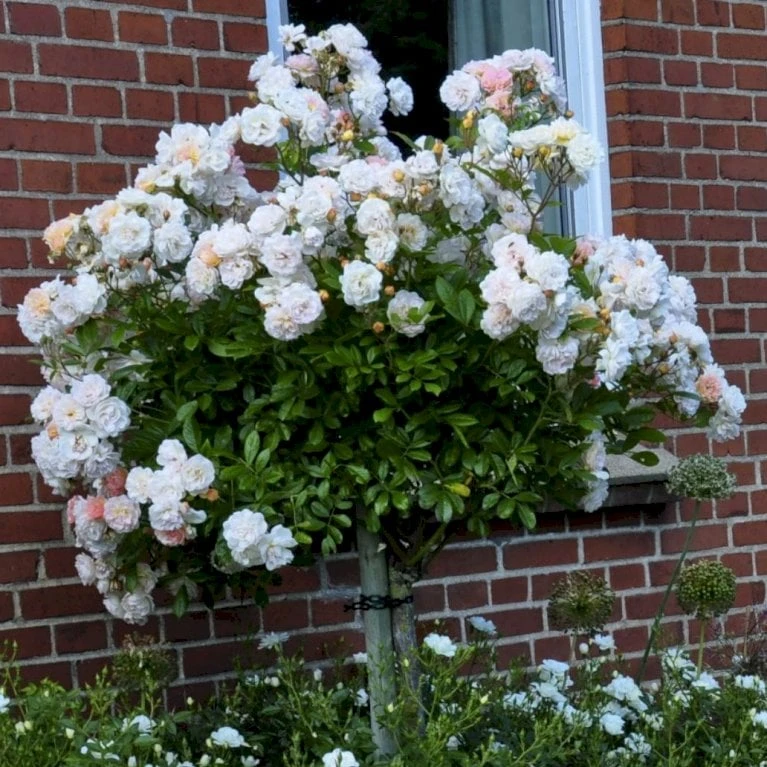 'Ghislaine De Féligonde' Rosa Moschata 'Ghislaine De Féligonde' (Moskusrose) A-Kvalitet,- Barrods Roser Min. 3 Grene 5 'Ghislaine De Féligonde' Rosa Moschata 'Ghislaine De Féligonde' (Moskusrose) A-Kvalitet,- Barrods Roser Min. 3 Grene - Billede 5