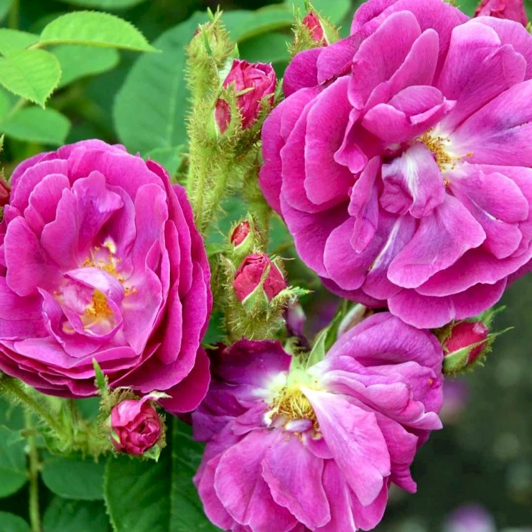 'Henri Martin' Rosa Centifolia Muscosa 'Henri Martin' (Mosrose) A-Kvalitet,- Barrods Roser Min. 3 Grene 3 'Henri Martin' Rosa Centifolia Muscosa 'Henri Martin' (Mosrose) A-Kvalitet,- Barrods Roser Min. 3 Grene - Billede 3