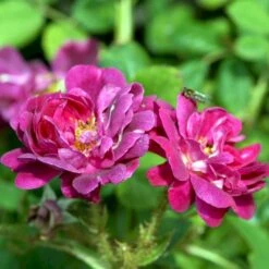 'Henri Martin' Rosa Centifolia Muscosa 'Henri Martin' (Mosrose) A-Kvalitet,- Barrods Roser Min. 3 Grene 8 'Henri Martin' Rosa Centifolia Muscosa 'Henri Martin' (Mosrose) A-Kvalitet,- Barrods Roser Min. 3 Grene -Sirius Butik p884 52428 rosa centifolia muscosa henri martin mosrose 91cc