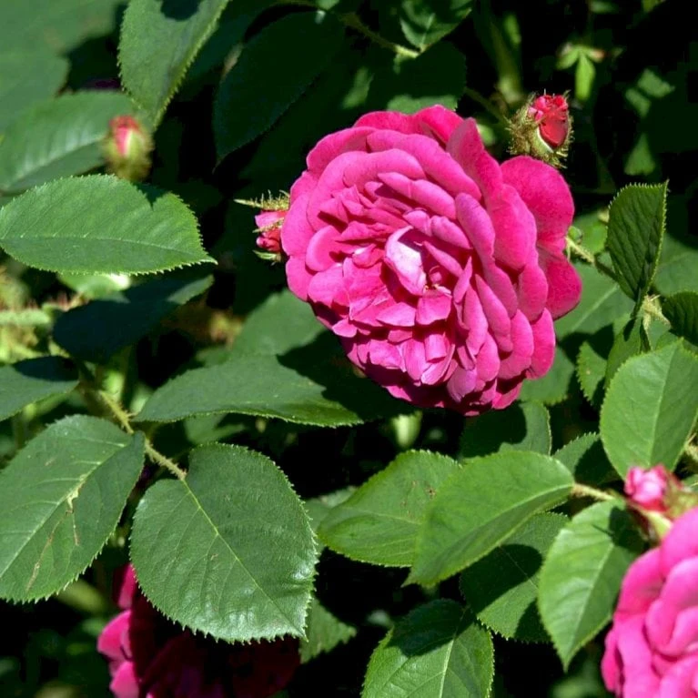'Henri Martin' Rosa Centifolia Muscosa 'Henri Martin' (Mosrose) A-Kvalitet,- Barrods Roser Min. 3 Grene 5 'Henri Martin' Rosa Centifolia Muscosa 'Henri Martin' (Mosrose) A-Kvalitet,- Barrods Roser Min. 3 Grene - Billede 5