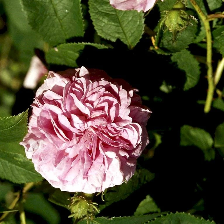 'Ispahan' Rosa Damascena 'Ispahan' (Damascenerrose) A-Kvalitet,- Barrods Roser Min. 3 Grene 1 'Ispahan' Rosa Damascena 'Ispahan' (Damascenerrose) A-Kvalitet,- Barrods Roser Min. 3 Grene