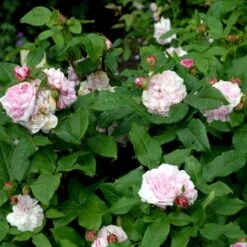 'Jacques Cartier' Rosa Portlandica 'Jacques Cartier' (Portlandrose) A-Kvalitet,- Barrods Roser Min. 3 Grene -Sirius Butik p887 52438 rosa portlandica jacques cartier portlandrose c973