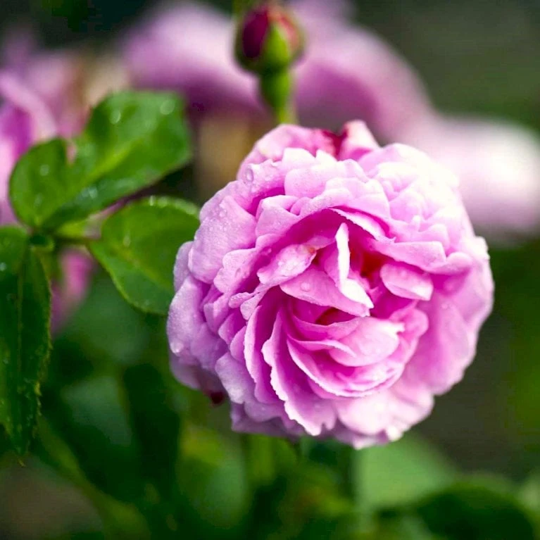 'Louise Odier' Rosa Bourboniana 'Louise Odier' (Bourbonrose) A-Kvalitet,- Barrods Roser Min. 3 Grene 1 'Louise Odier' Rosa Bourboniana 'Louise Odier' (Bourbonrose) A-Kvalitet,- Barrods Roser Min. 3 Grene