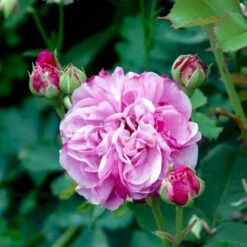 'Louise Odier' Rosa Bourboniana 'Louise Odier' (Bourbonrose) A-Kvalitet,- Barrods Roser Min. 3 Grene 9 'Louise Odier' Rosa Bourboniana 'Louise Odier' (Bourbonrose) A-Kvalitet,- Barrods Roser Min. 3 Grene -Sirius Butik p889 52447 rosa bourboniana louise odier bourbonrose 26c3
