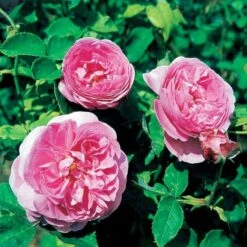 'Louise Odier' Rosa Bourboniana 'Louise Odier' (Bourbonrose) A-Kvalitet,- Barrods Roser Min. 3 Grene 10 'Louise Odier' Rosa Bourboniana 'Louise Odier' (Bourbonrose) A-Kvalitet,- Barrods Roser Min. 3 Grene -Sirius Butik p889 52448 rosa bourboniana louise odier bourbonrose c27f