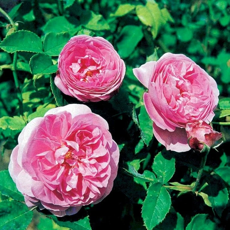 'Louise Odier' Rosa Bourboniana 'Louise Odier' (Bourbonrose) A-Kvalitet,- Barrods Roser Min. 3 Grene 4 'Louise Odier' Rosa Bourboniana 'Louise Odier' (Bourbonrose) A-Kvalitet,- Barrods Roser Min. 3 Grene - Billede 4