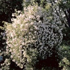 'Lykkefund' Rosa Helenae 'Lykkefund' (Slyngrose) A-Kvalitet,- Barrods Roser Min. 3 Grene -Sirius Butik p890 52451 rosa helenae lykkefund slyngrose 93e1