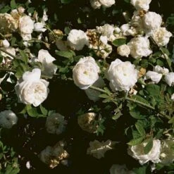 'Mme Hardy' Rosa Damascena 'Mme Hardy' (Damascenerrose) A-Kvalitet,- Barrods Roser Min. 3 Grene -Sirius Butik p892 52469 rosa damascena mme hardy damascenerrose 37aa