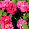 'Officinalis' Rosa Gallica 'Officinalis' (Gallicarose) A-Kvalitet,- Barrods Roser Min. 3 Grene