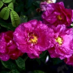 'Officinalis' Rosa Gallica 'Officinalis' (Gallicarose) A-Kvalitet,- Barrods Roser Min. 3 Grene -Sirius Butik p895 52483 rosa gallica officinalis gallicarose 75ca