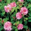 'Rosa Mundi' Rosa Gallica 'Rosa Mundi' (Gallicarose) A-Kvalitet,- Barrods Roser Min. 3 Grene
