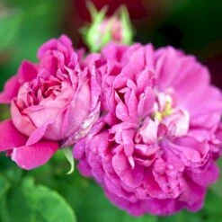 'Rose De Rescht' Rosa Bifera 'Rose De Rescht' (Damascenerrose) A-Kvalitet,- Barrods Roser Min. 3 Grene -Sirius Butik p900 52878 rosa bifera rose de rescht damascenerrose 717f