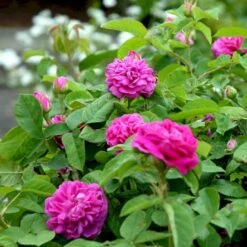 'Rose De Rescht' Rosa Bifera 'Rose De Rescht' (Damascenerrose) A-Kvalitet,- Barrods Roser Min. 3 Grene -Sirius Butik p900 52879 rosa bifera rose de rescht damascenerrose 6b06