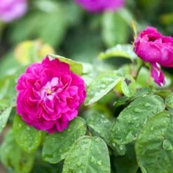 'Rose De Rescht' Rosa Bifera 'Rose De Rescht' (Damascenerrose) A-Kvalitet,- Barrods Roser Min. 3 Grene -Sirius Butik p900 52880 rosa bifera rose de rescht damascenerrose 8374