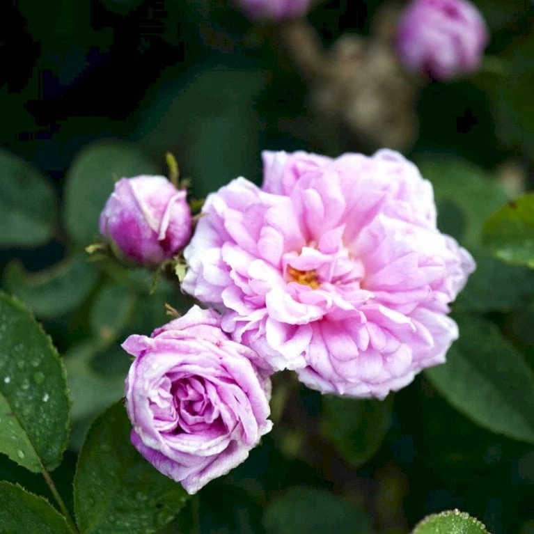 'Salet' Rosa Centifolia Muscosa 'Salet' (Mosrose) A-Kvalitet,- Barrods Roser Min. 3 Grene 1 'Salet' Rosa Centifolia Muscosa 'Salet' (Mosrose) A-Kvalitet,- Barrods Roser Min. 3 Grene