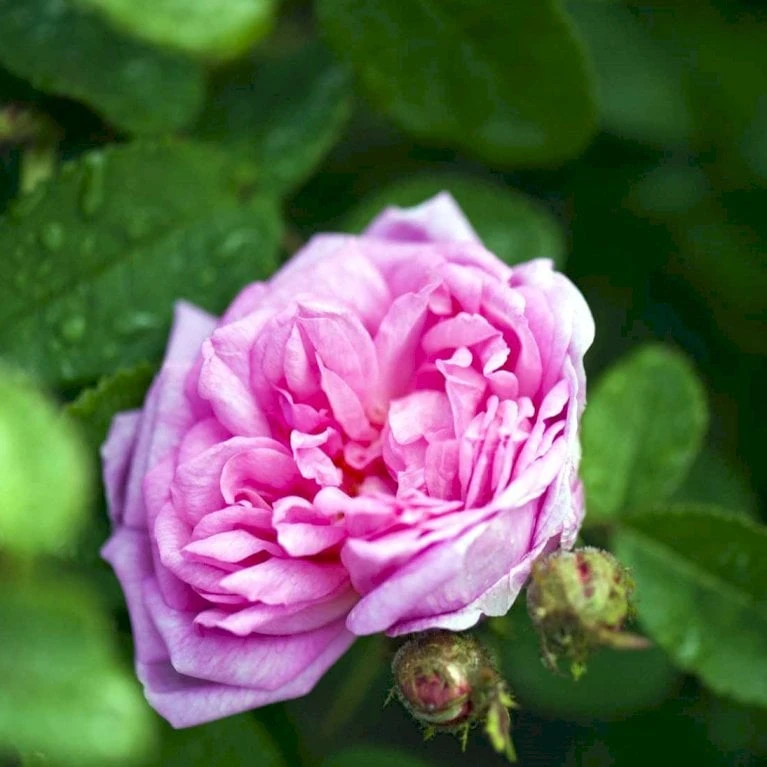 'Salet' Rosa Centifolia Muscosa 'Salet' (Mosrose) A-Kvalitet,- Barrods Roser Min. 3 Grene 3 'Salet' Rosa Centifolia Muscosa 'Salet' (Mosrose) A-Kvalitet,- Barrods Roser Min. 3 Grene - Billede 3