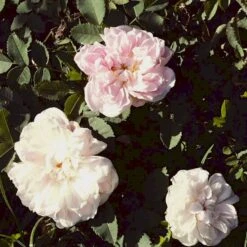 'Stanwell Perpetual' Rosa Pimpinellifolia 'Stanwell Perpetual' (Klitrose) A-Kvalitet,- Barrods Roser Min. 3 Grene -Sirius Butik p905 52908 rosa pimpinellifolia stanwell perpetual buskrose 4fe9