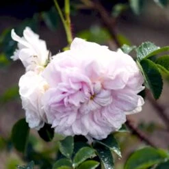 'Stanwell Perpetual' Rosa Pimpinellifolia 'Stanwell Perpetual' (Klitrose) A-Kvalitet,- Barrods Roser Min. 3 Grene -Sirius Butik p905 52909 rosa pimpinellifolia stanwell perpetual buskrose 8483