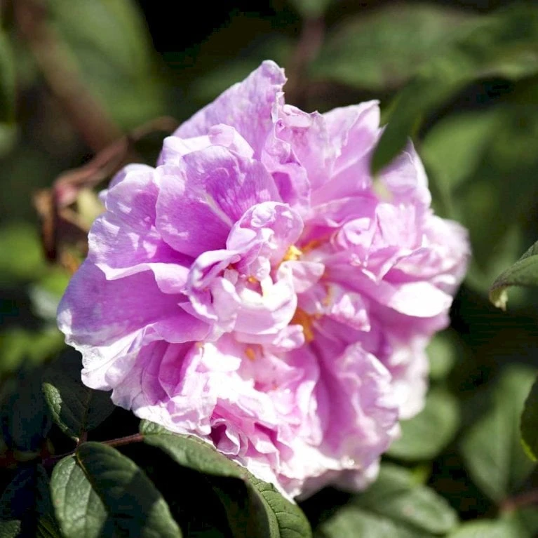 Rynket Rose 'Thérèse Bugnet' Rosa Rugosa 'Thérèse Bugnet' A-Kvalitet,- Barrods Roser Min. 3 Grene 1 Rynket Rose 'Thérèse Bugnet' Rosa Rugosa 'Thérèse Bugnet' A-Kvalitet,- Barrods Roser Min. 3 Grene
