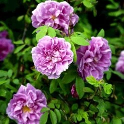 Rynket Rose 'Thérèse Bugnet' Rosa Rugosa 'Thérèse Bugnet' A-Kvalitet,- Barrods Roser Min. 3 Grene 7 Rynket Rose 'Thérèse Bugnet' Rosa Rugosa 'Thérèse Bugnet' A-Kvalitet,- Barrods Roser Min. 3 Grene -Sirius Butik p906 52282 rosa rugosa therese bugnet 13c7