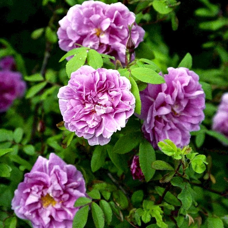 Rynket Rose 'Thérèse Bugnet' Rosa Rugosa 'Thérèse Bugnet' A-Kvalitet,- Barrods Roser Min. 3 Grene 3 Rynket Rose 'Thérèse Bugnet' Rosa Rugosa 'Thérèse Bugnet' A-Kvalitet,- Barrods Roser Min. 3 Grene - Billede 3