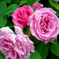 'Zéphirine Drouhin' Rosa Bourboniana 'Zéphirine Drouhin' (Bourbonrose) A-Kvalitet,- Barrods Roser Min. 3 Grene