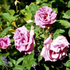 'Zéphirine Drouhin' Rosa Bourboniana 'Zéphirine Drouhin' (Bourbonrose) A-Kvalitet,- Barrods Roser Min. 3 Grene -Sirius Butik p909 52940 rosa bourboniana zephirine drouhin bourbonrose 8263