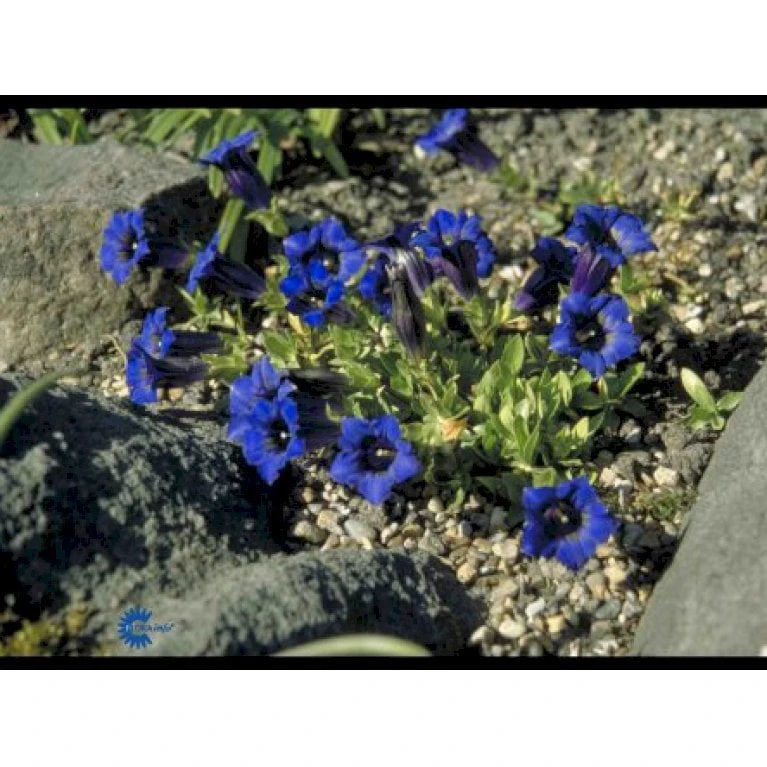 Trompet Ensian Gentiana Acaulis 10 Cm. Potte 1 Trompet Ensian Gentiana Acaulis 10 Cm. Potte