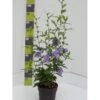Syrisk Rose 'Blue Chiffon' Hibiscus Syriacus 'Blue Chiffon' Potte 4,0 Liter,- 50-60 Cm.