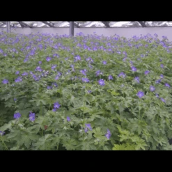 Skov Storkenæb 'Mayflower' Geranium Sylvaticum 'Mayflower' 1 Liter Potte