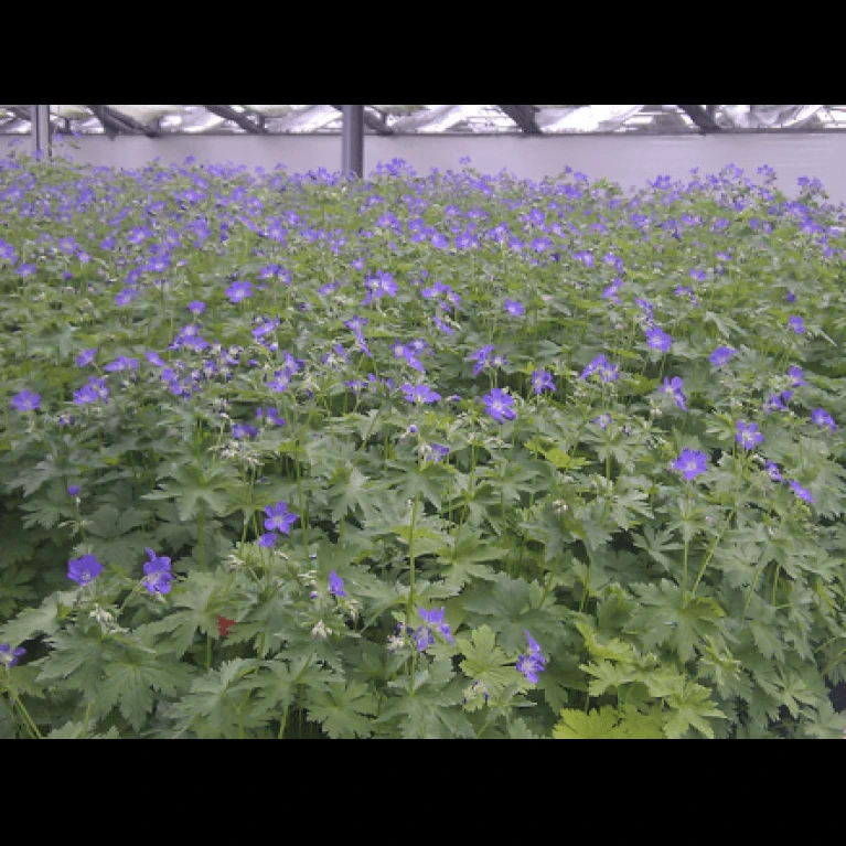 Skov Storkenæb 'Mayflower' Geranium Sylvaticum 'Mayflower' 1 Liter Potte 1 Skov Storkenæb 'Mayflower' Geranium Sylvaticum 'Mayflower' 1 Liter Potte