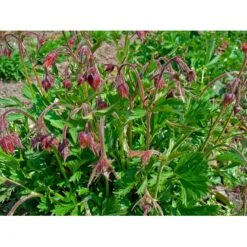 Eng-Nellikerod Geum Rivale Potte 0,5 Liter