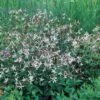 Sommerfugleblomst Gillenia Trifoliata 1 Liter Potte