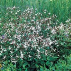 Sommerfugleblomst Gillenia Trifoliata 1 Liter Potte