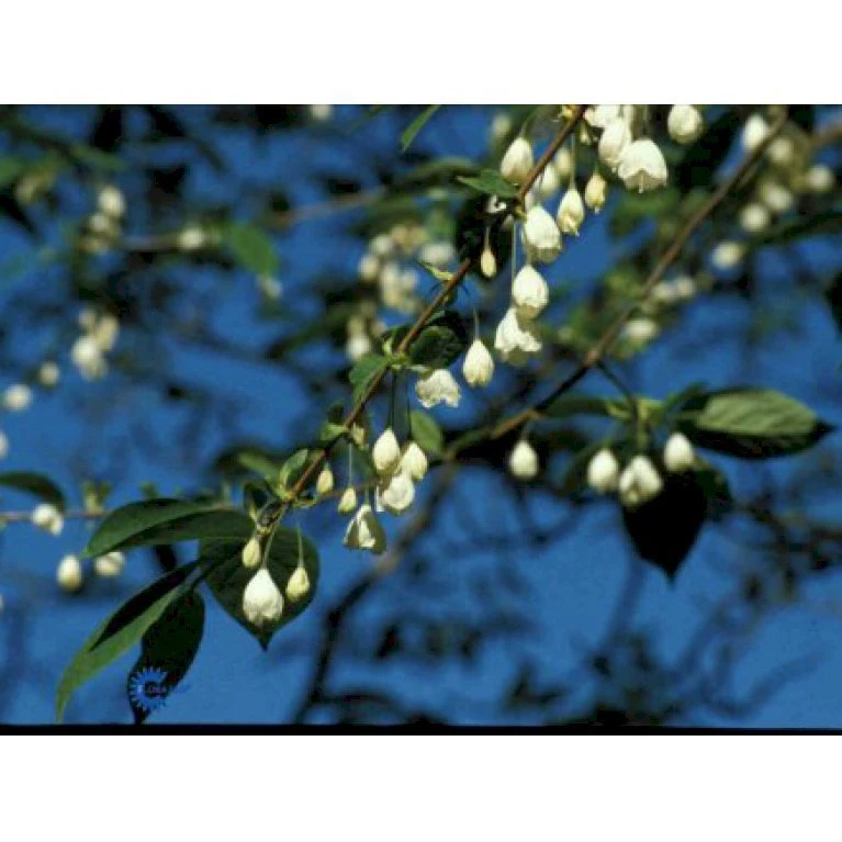 Halesia Carolina Sneklokketræ Med Klump,- 125-150 Cm. 1 Halesia Carolina Sneklokketræ Med Klump,- 125-150 Cm.