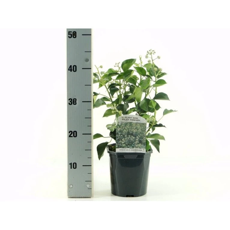 Busk-Vedbend 'Arborescens' Hedera Helix 'Arborescens' Potte 2,0 Liter,- 40-60 Cm. 1 Busk-Vedbend 'Arborescens' Hedera Helix 'Arborescens' Potte 2,0 Liter,- 40-60 Cm.
