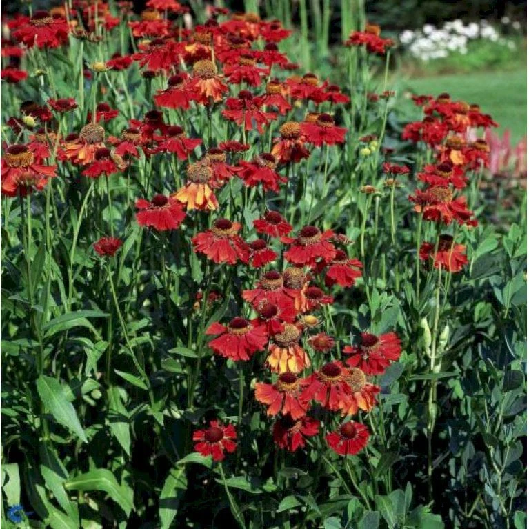 Solbrud 'Moerheim Beauty' Helenium Hybrid 'Moerheim Beauty' 1 Liter Potte 1 Solbrud 'Moerheim Beauty' Helenium Hybrid 'Moerheim Beauty' 1 Liter Potte