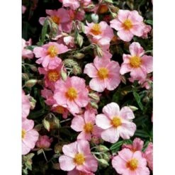 Soløje 'Lawrensons Pink' Helianthemum Hybrid 'Lawrensons Pink' 10 Cm. Potte