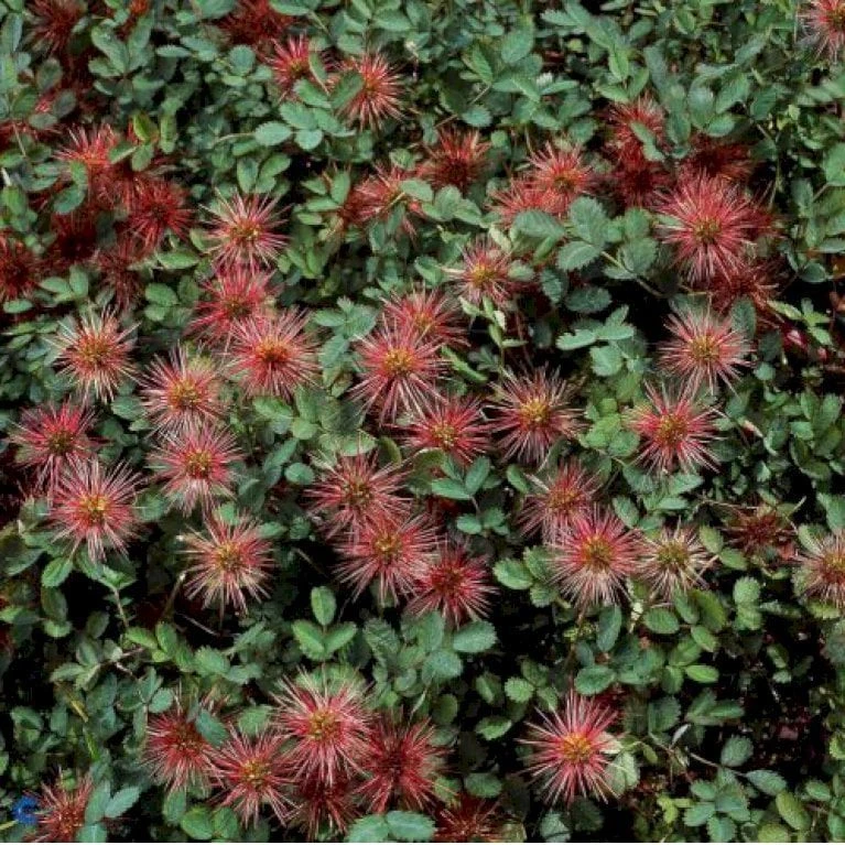 New Zealandsk Tornnød 'Kupferteppich' Acaena Microphylla 'Kupferteppich' 10 Cm. Potte 1 New Zealandsk Tornnød 'Kupferteppich' Acaena Microphylla 'Kupferteppich' 10 Cm. Potte