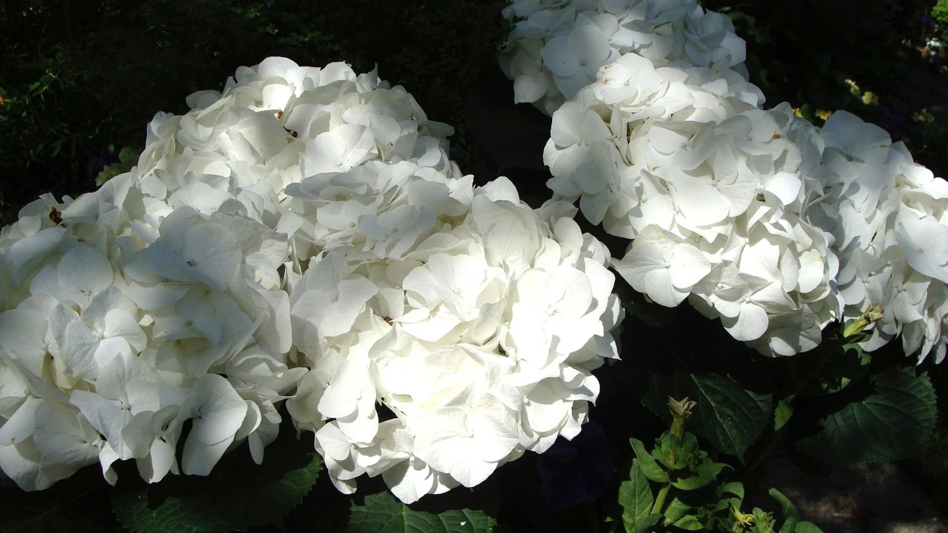 Sirius Butik 2 Sirius Butik -Sirius Butik 51 Hortensia skygge