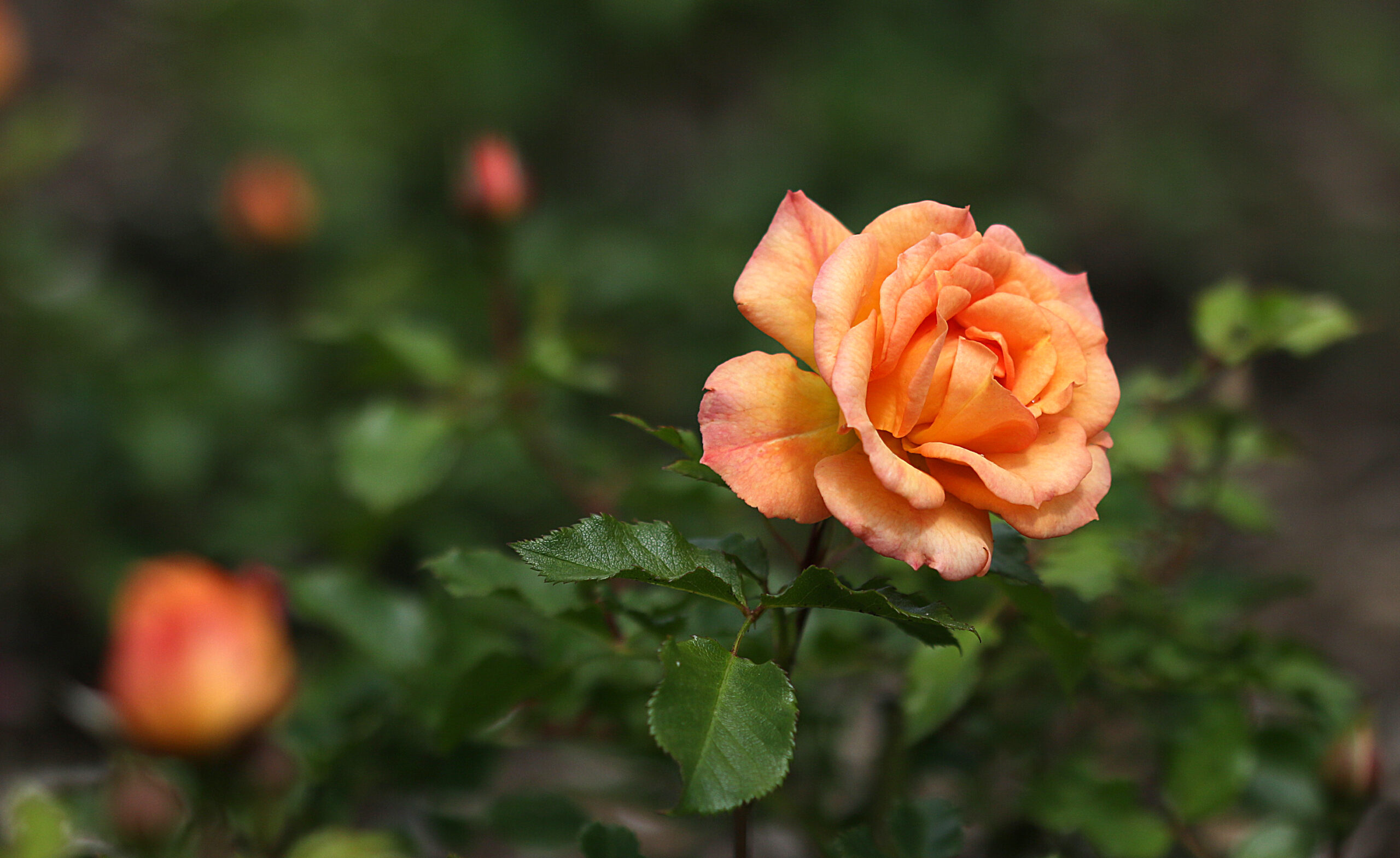 Sirius Butik 3 Sirius Butik -Sirius Butik Haveliv uge 28 nye roser bentheimer gold scaled 1