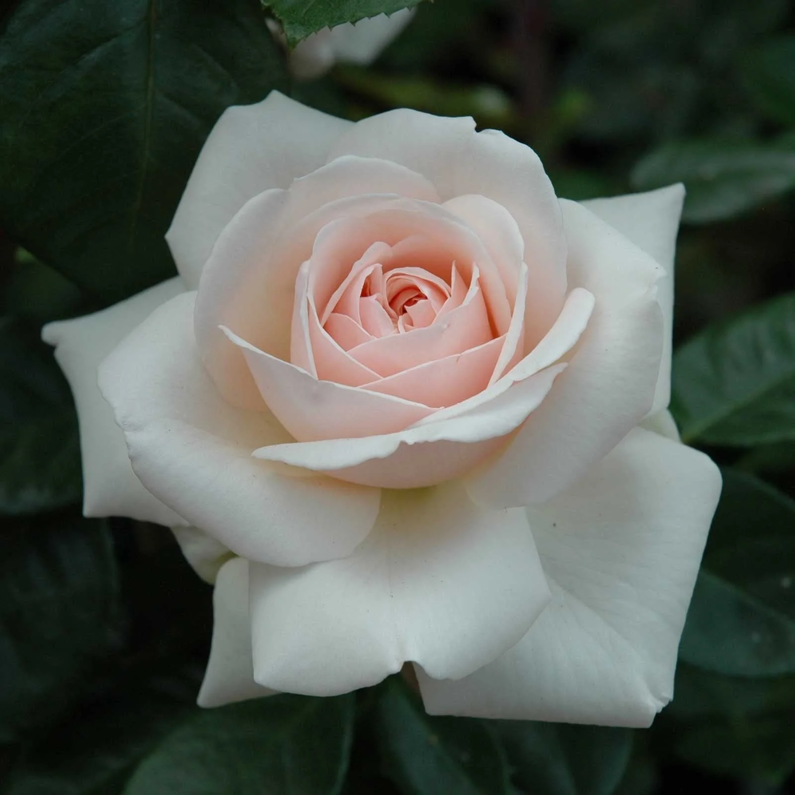 Sirius Butik 49 Sirius Butik -Sirius Butik PBR 007 Penny Lane 1