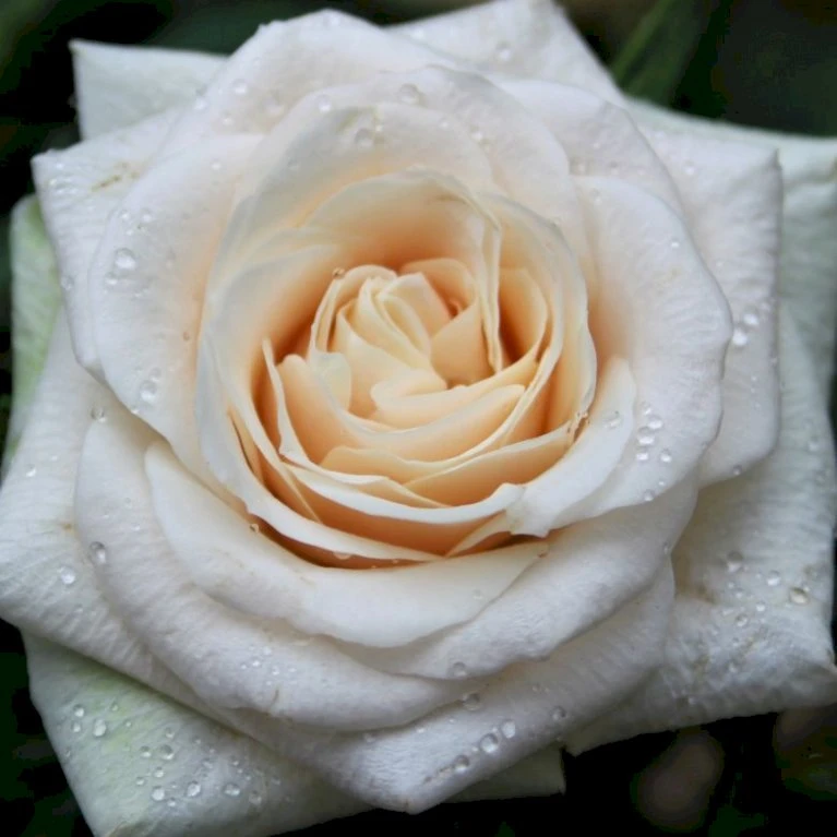 Sirius Butik 50 Sirius Butik -Sirius Butik p35299 53315 rosa x ambiente storblomstrende a986